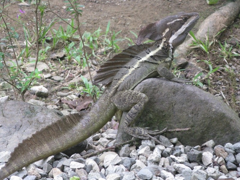 Piedras Blancas national park lizard
